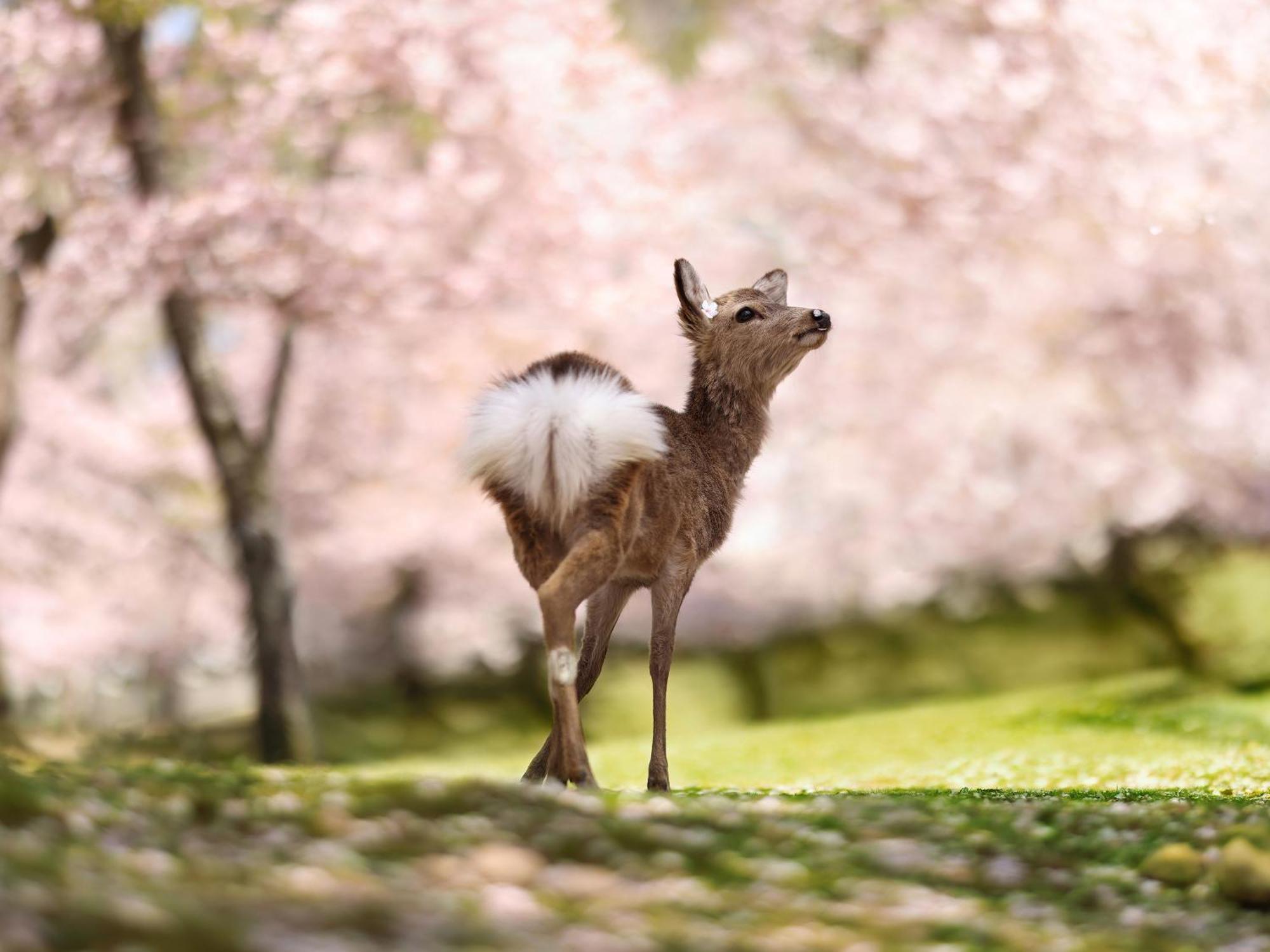 Grand Mercure Nara Kashihara Kashihara  Zewnętrze zdjęcie